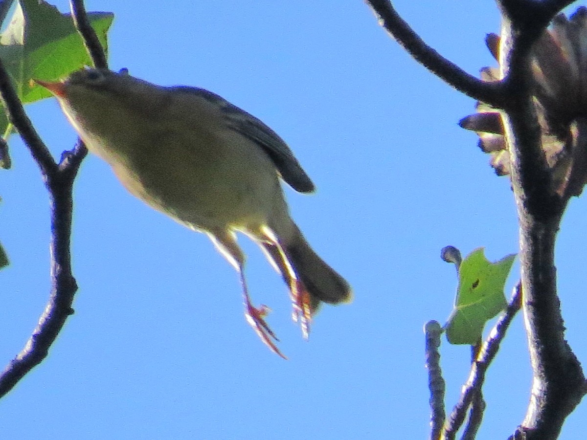 passerine sp. - ML642776863