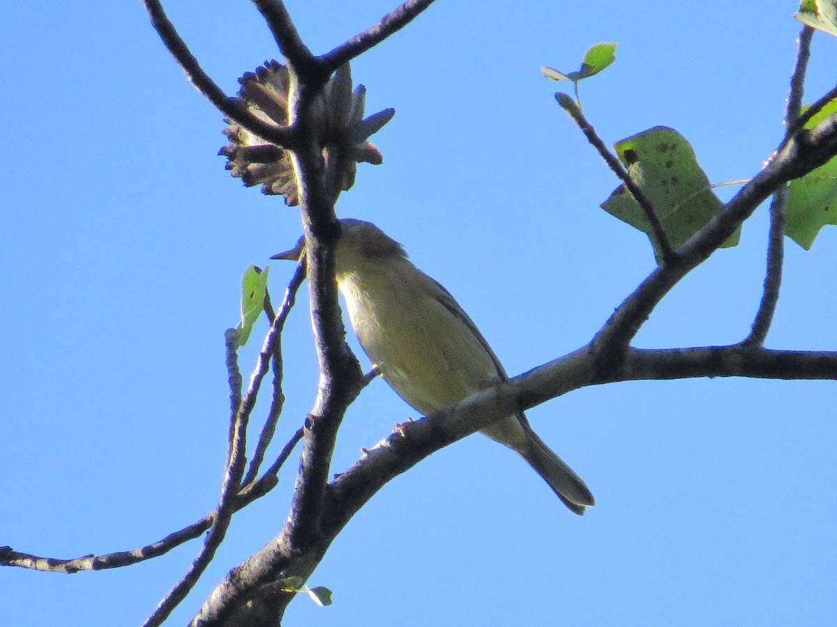 passerine sp. - ML642776865