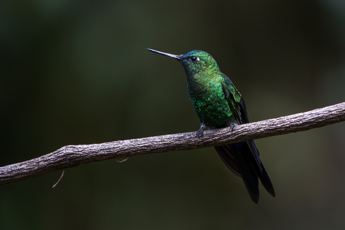 Sapphire-vented Puffleg - ML642776871