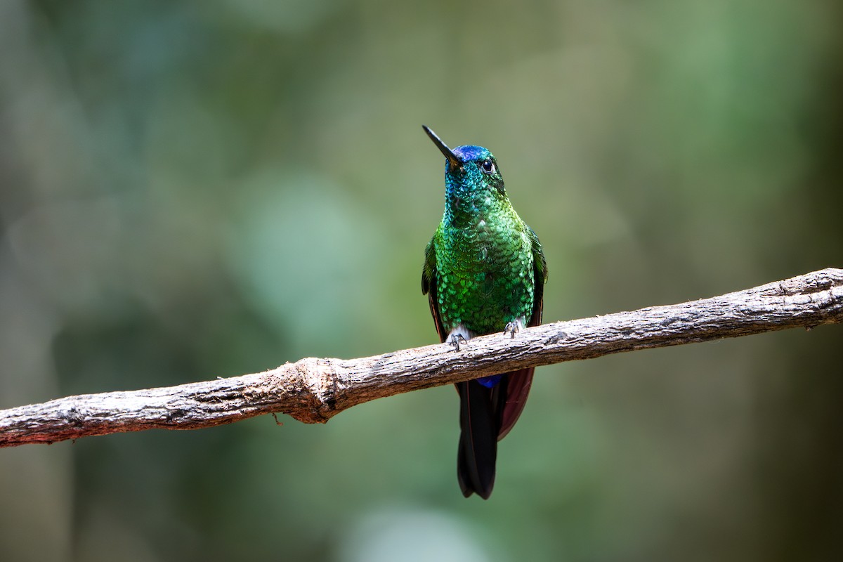 Sapphire-vented Puffleg - ML642776879