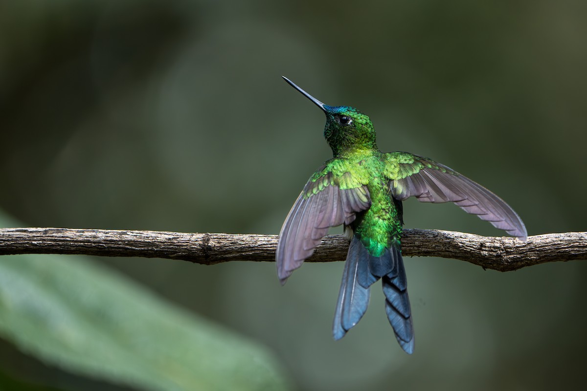 Sapphire-vented Puffleg - ML642776884