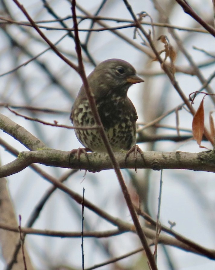 Fox Sparrow (Sooty) - ML642776889