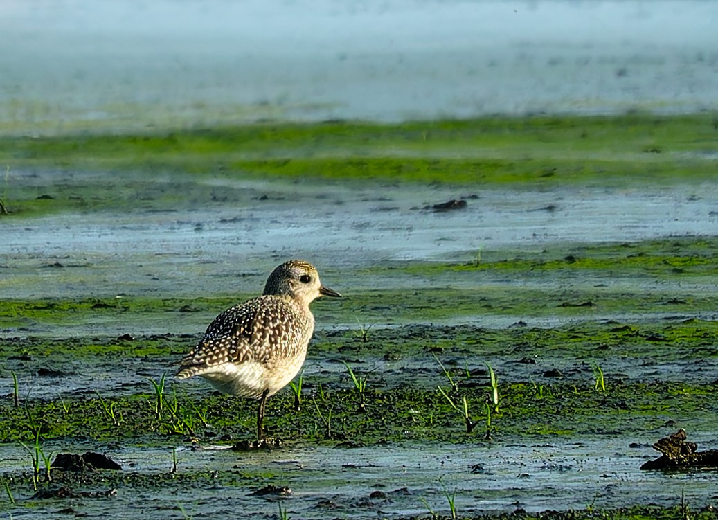 Буурал сүвээ цагаан - ML642776895