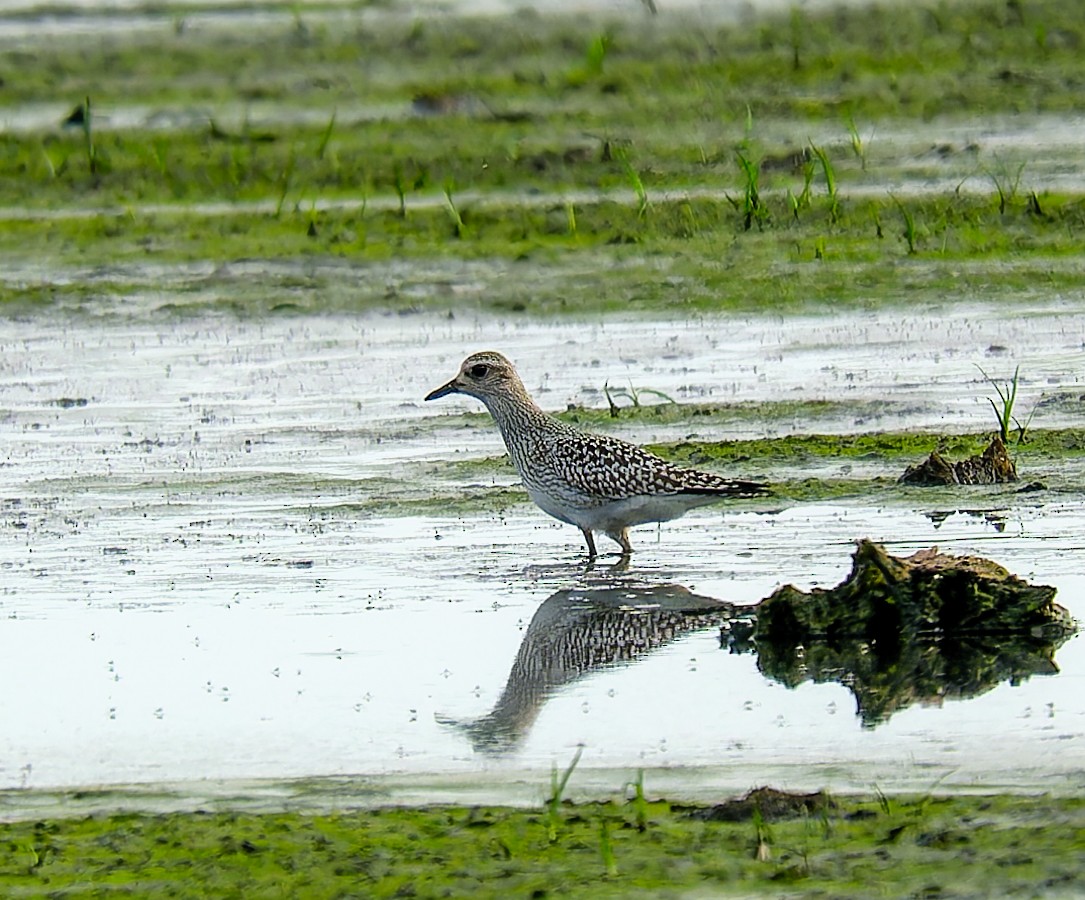 Буурал сүвээ цагаан - ML642776896