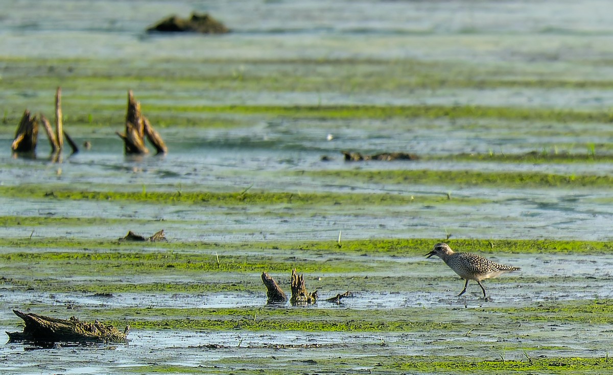 Буурал сүвээ цагаан - ML642776897