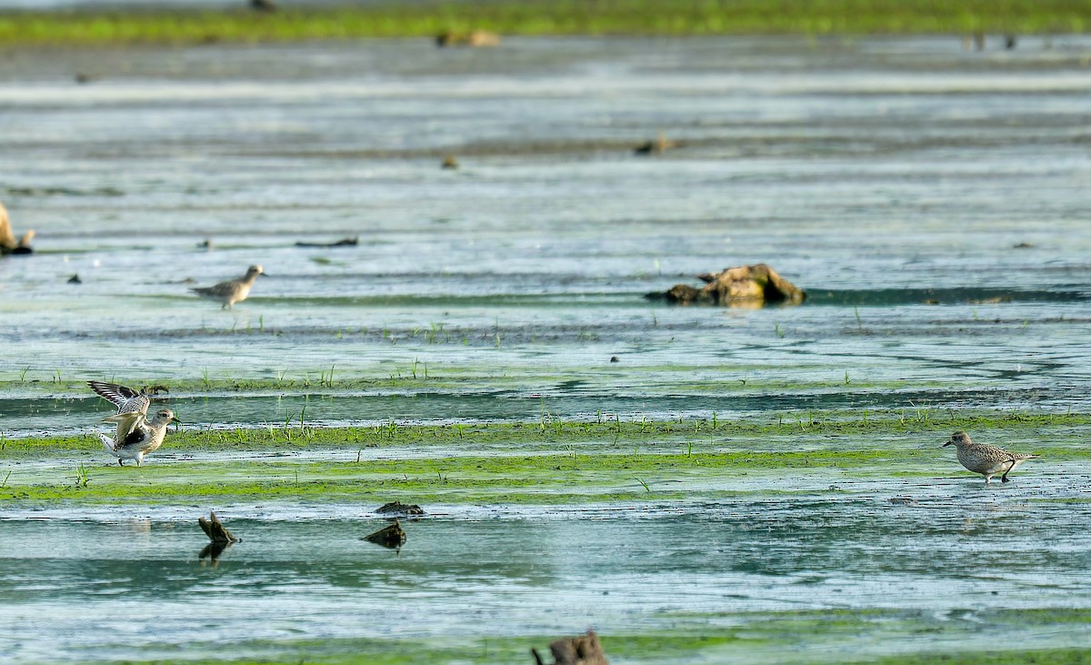 Буурал сүвээ цагаан - ML642776899