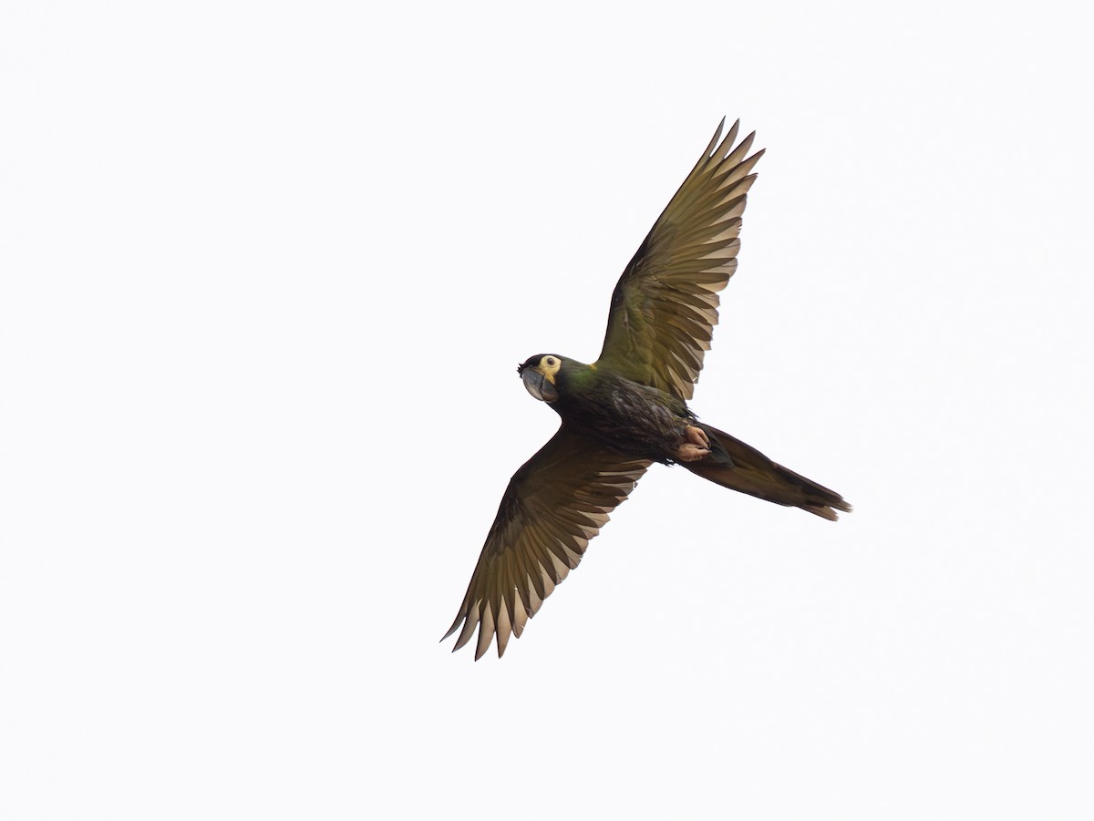 Yellow-collared Macaw - ML642776901