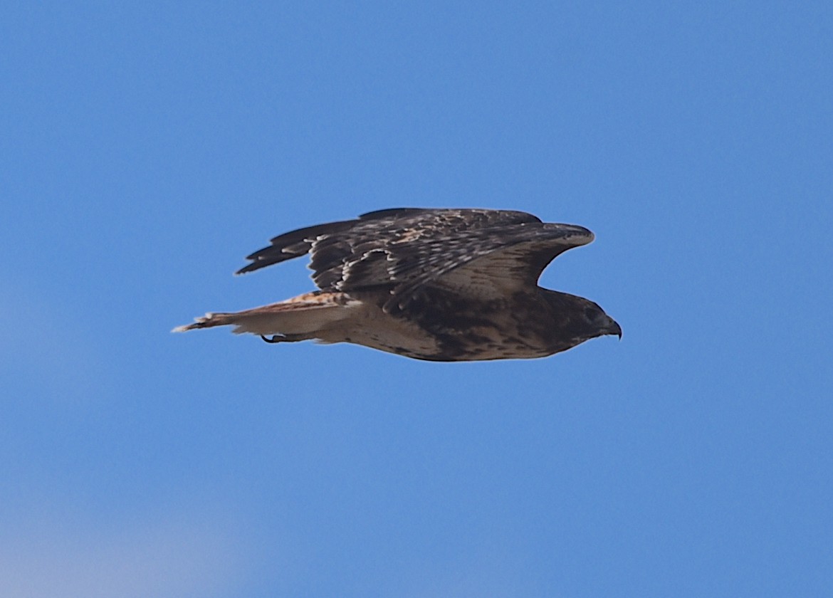 Red-tailed Hawk - ML642776923