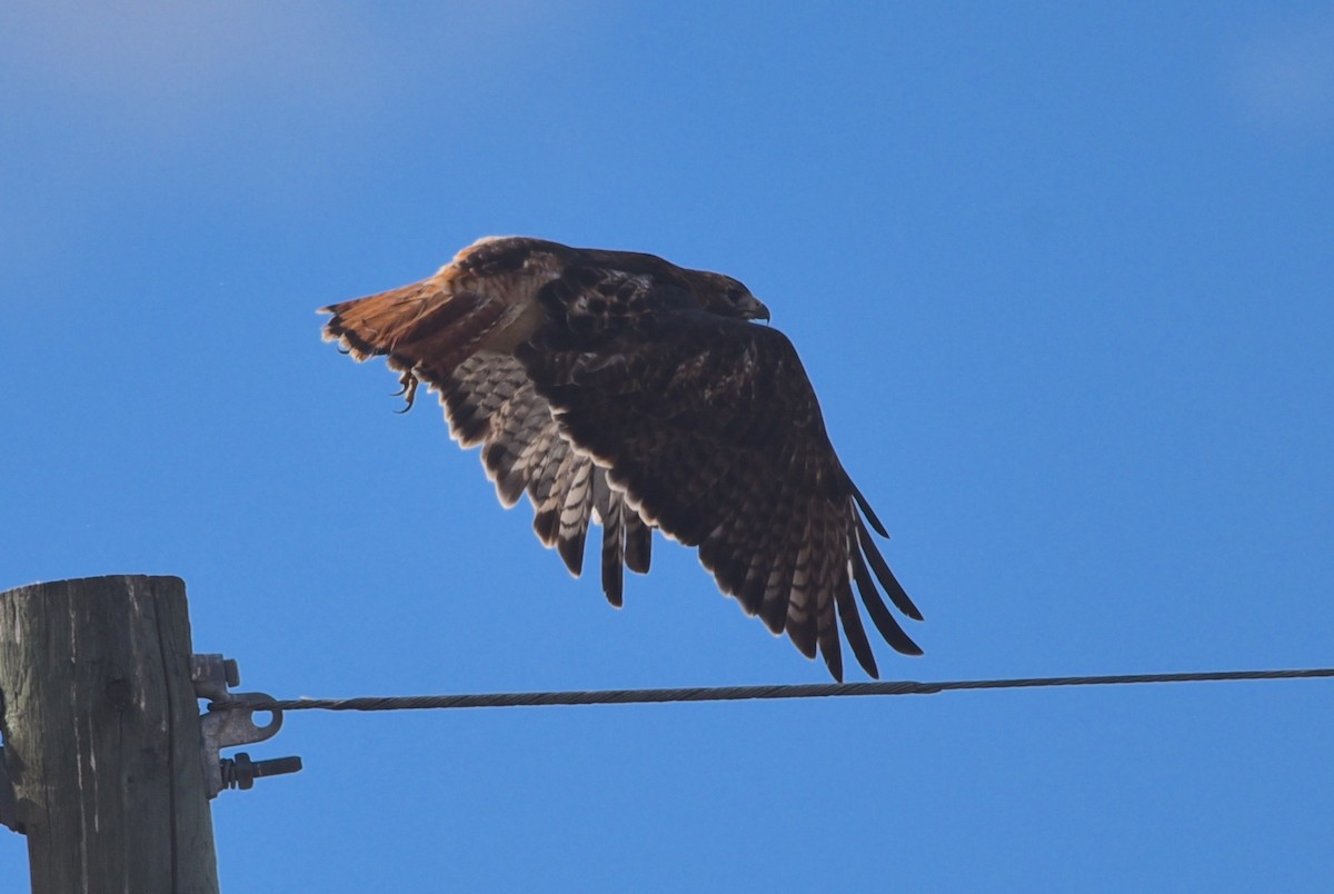 Red-tailed Hawk - ML642776924