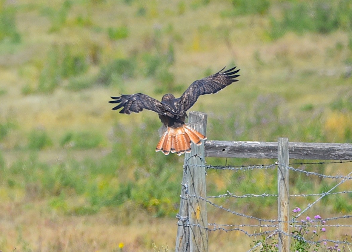 Red-tailed Hawk - ML642776925