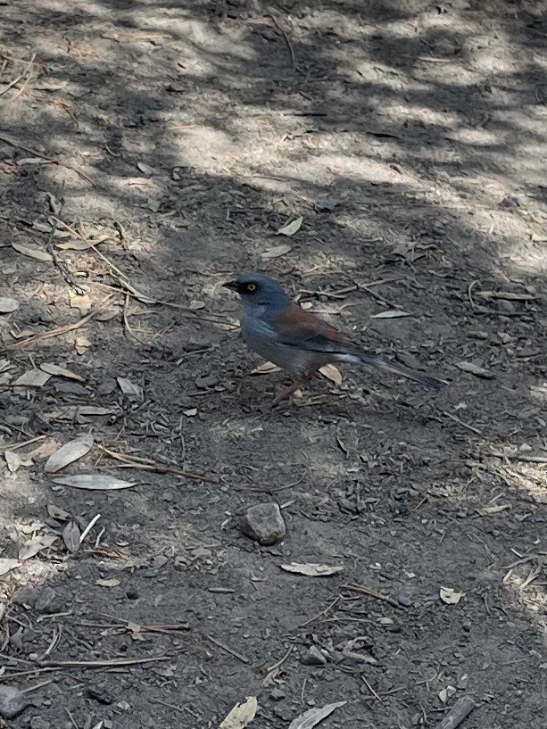 Yellow-eyed Junco - ML642776936