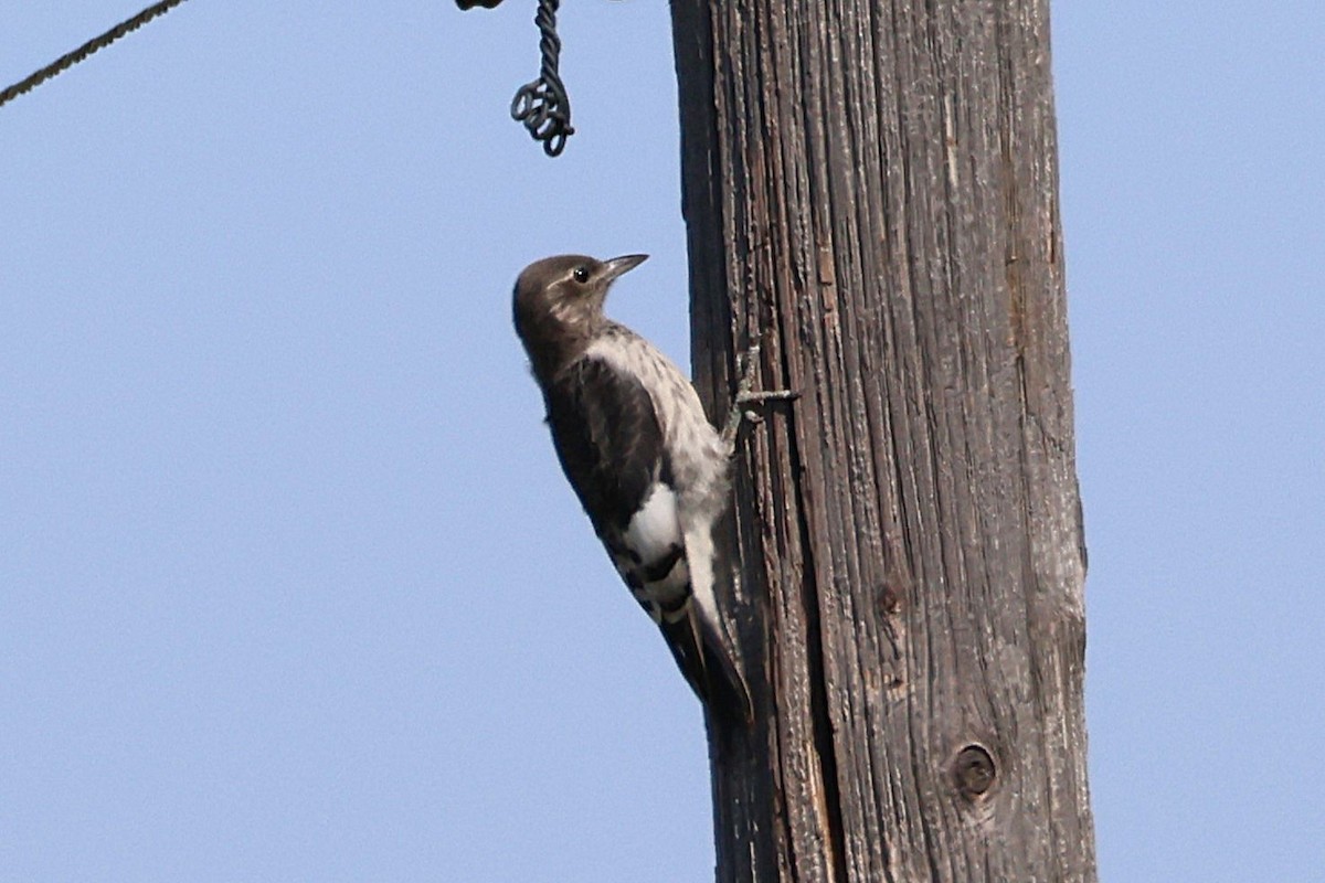 Red-headed Woodpecker - ML642776947