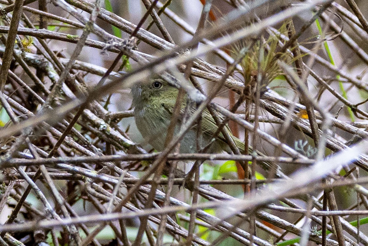 Hangnest Tody-Tyrant - ML642776962