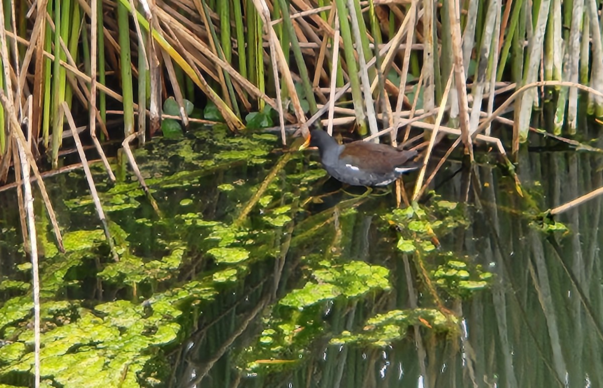 Common Gallinule - ML642776971