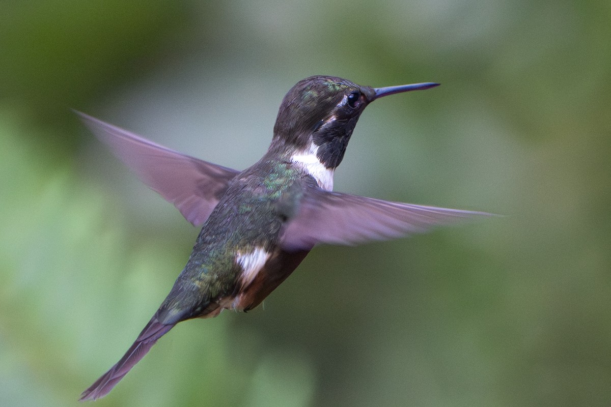 Purple-throated Woodstar - ML642776972