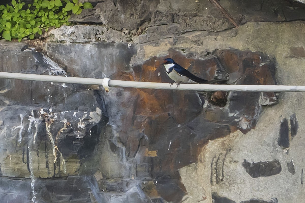 White-throated Swallow - ML642776995