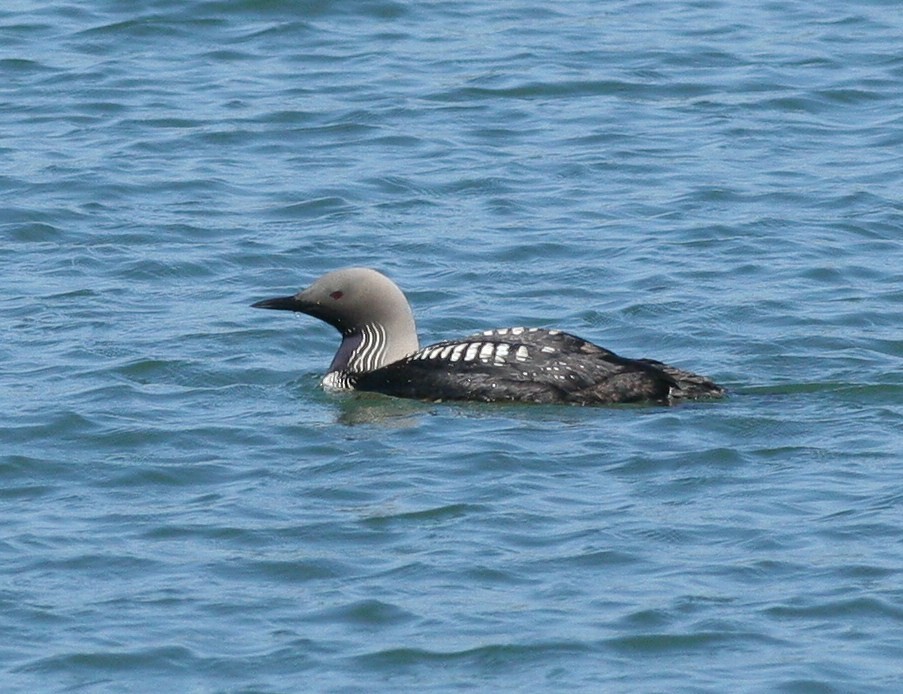 Pacific Loon - Matthew Bowman