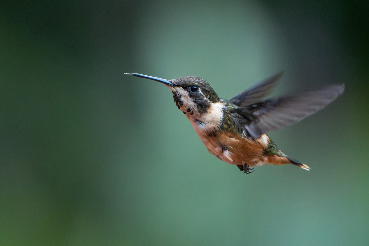 Purple-throated Woodstar - ML642777016