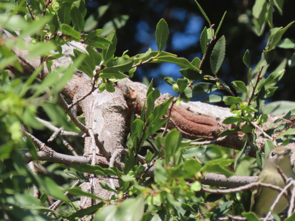 Cassin's Vireo - ML642777046