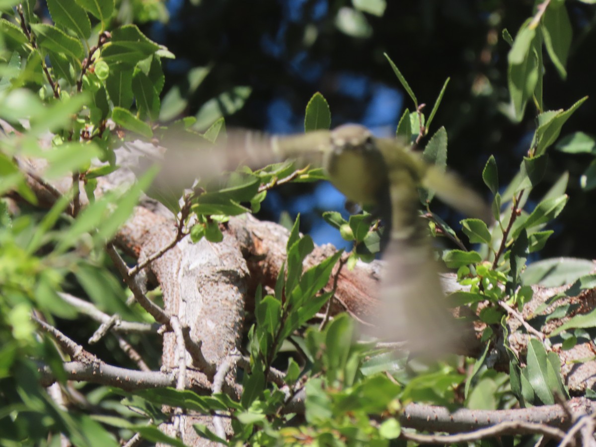 Cassin's Vireo - ML642777047