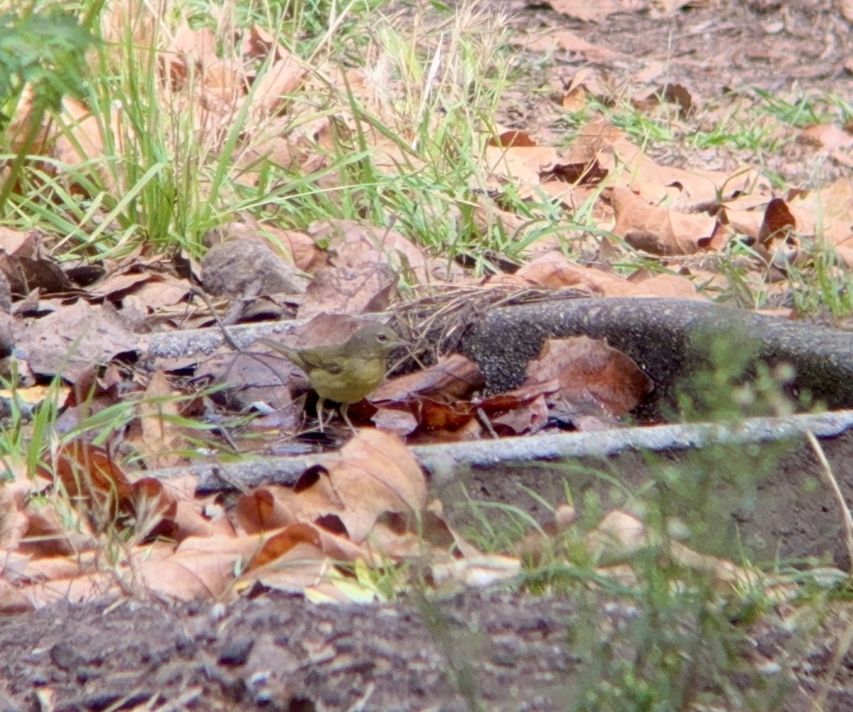 Graukopf-Waldsänger - ML642777068
