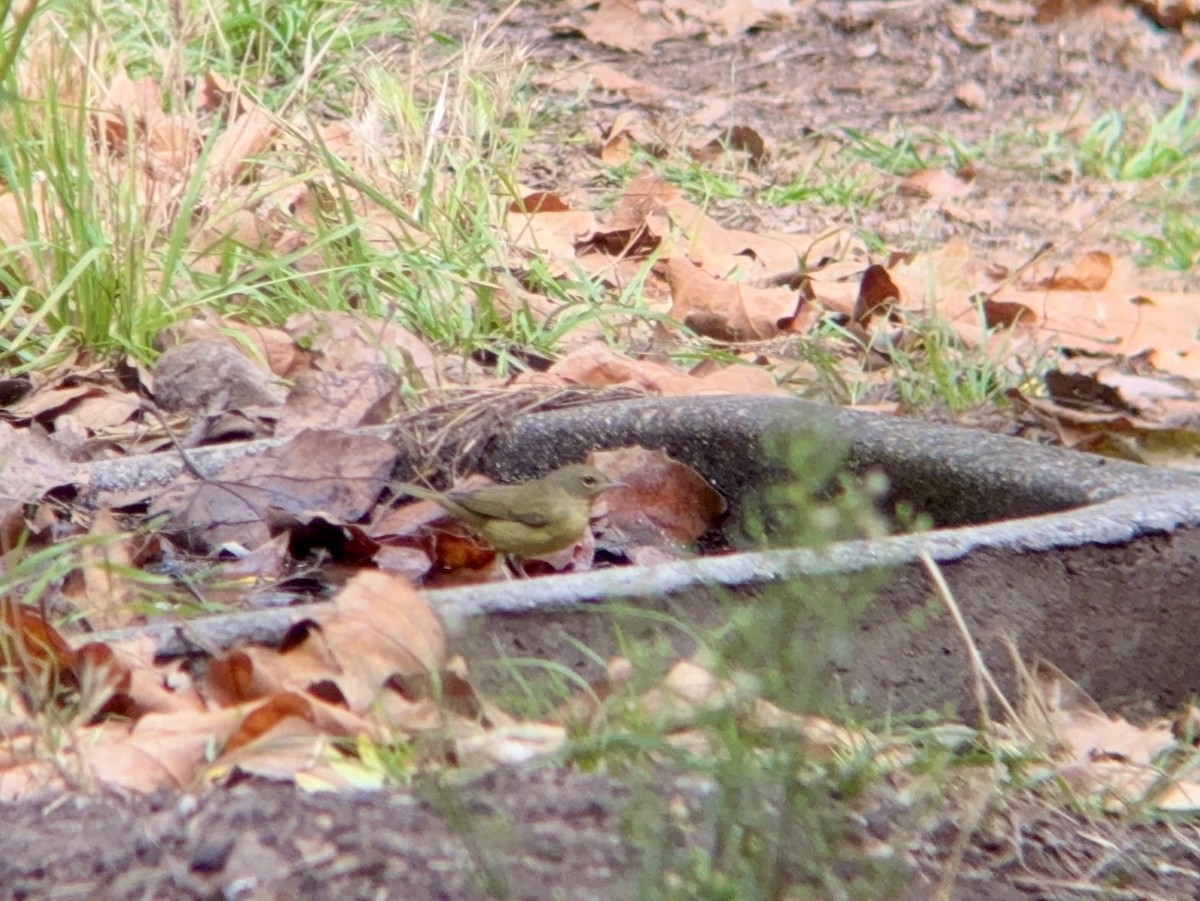 Graukopf-Waldsänger - ML642777070