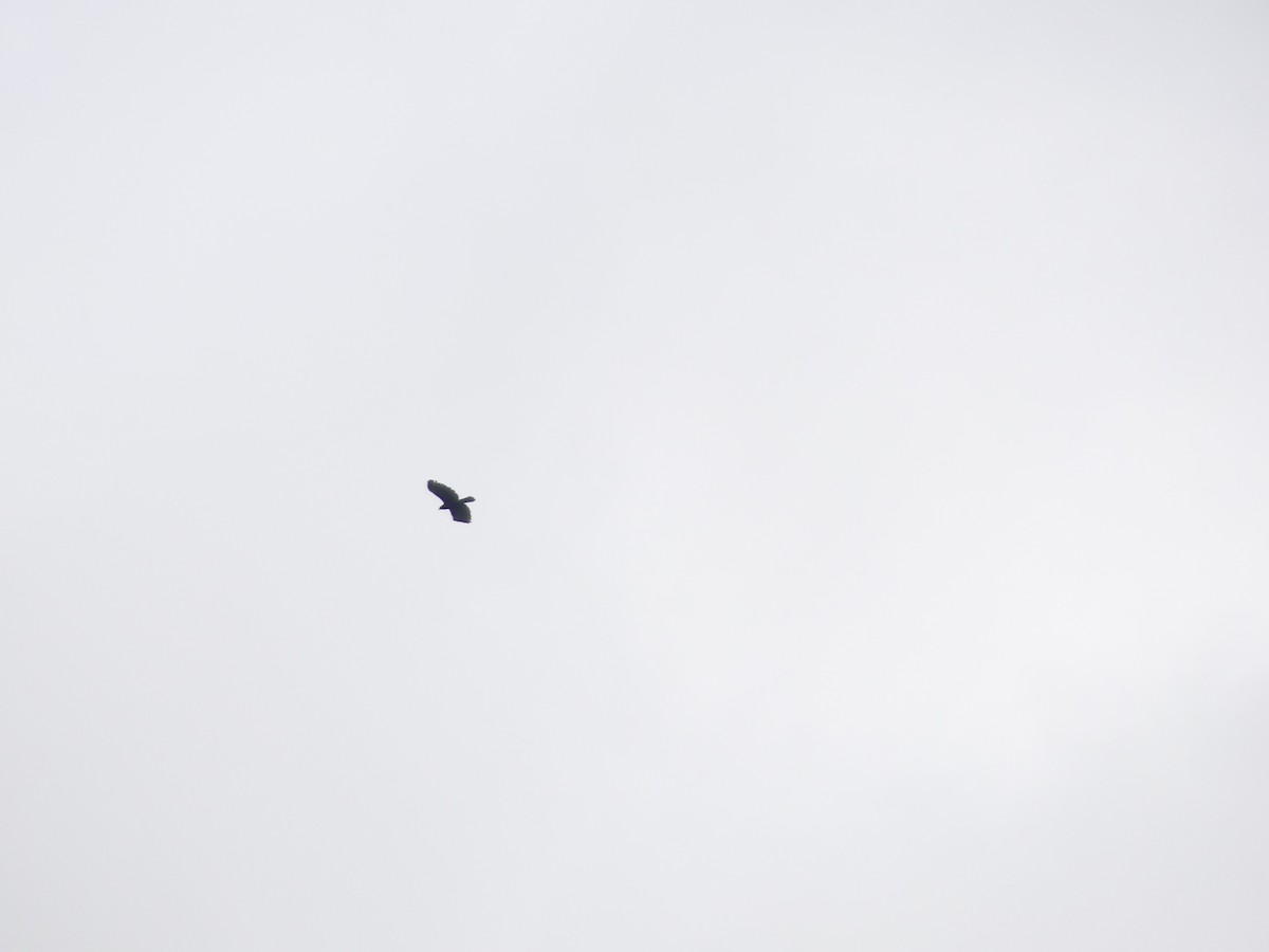 Black Hawk-Eagle - ML642777077