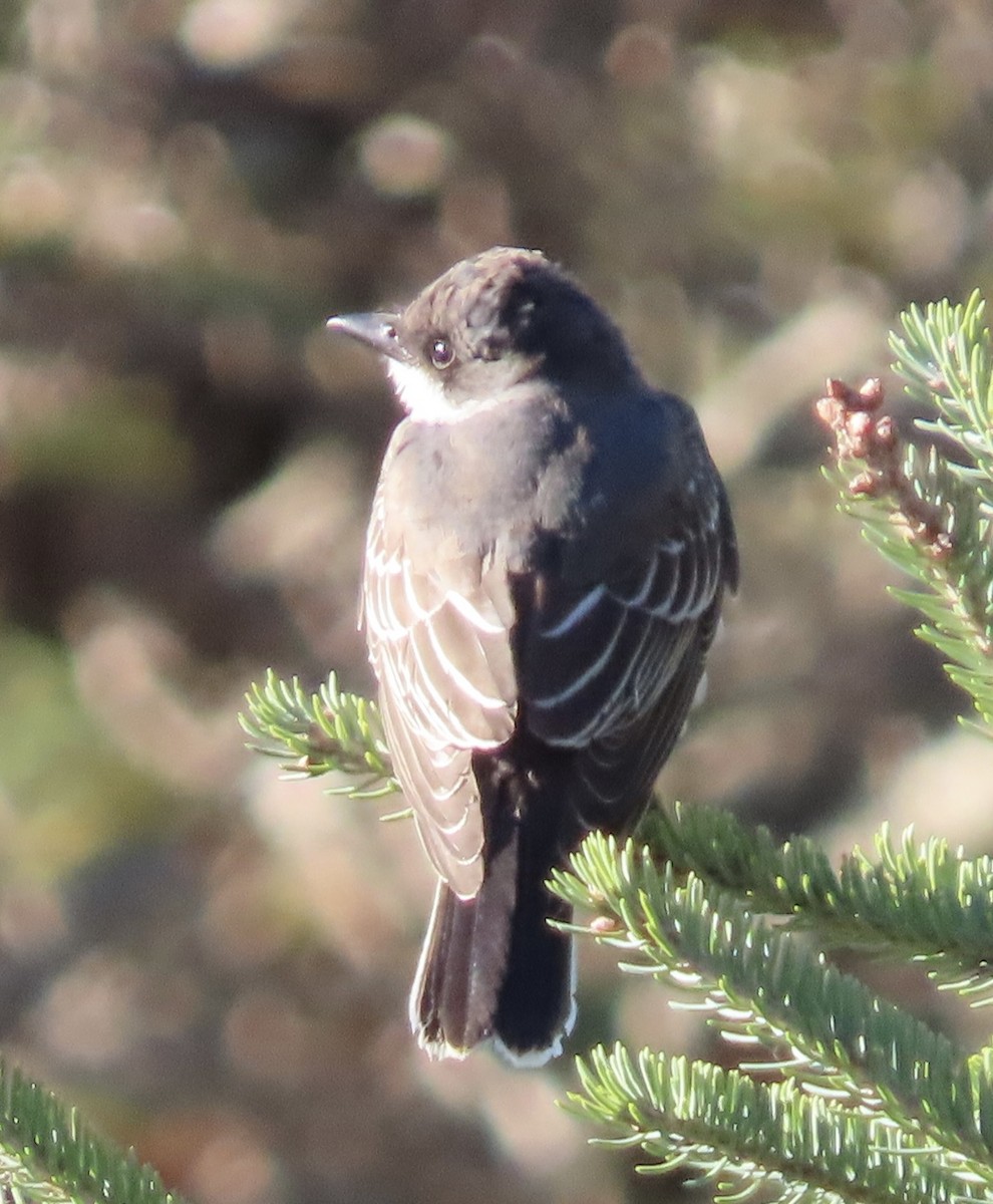 Eastern Kingbird - ML642777085