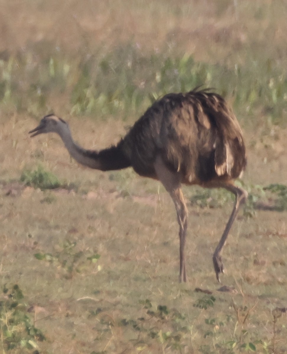 Greater Rhea - ML642777087