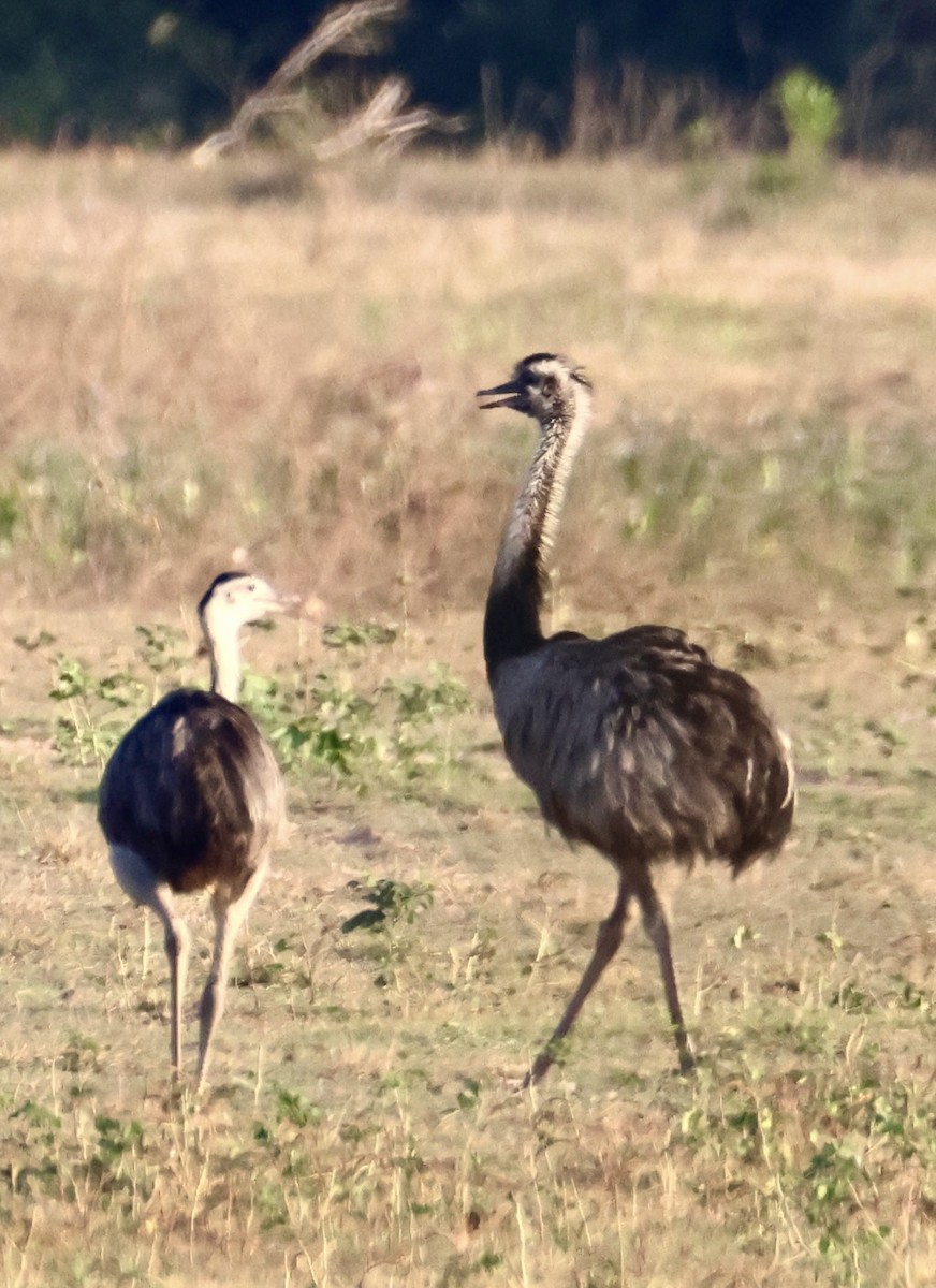 Greater Rhea - ML642777088