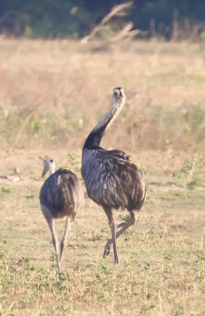 Greater Rhea - ML642777089