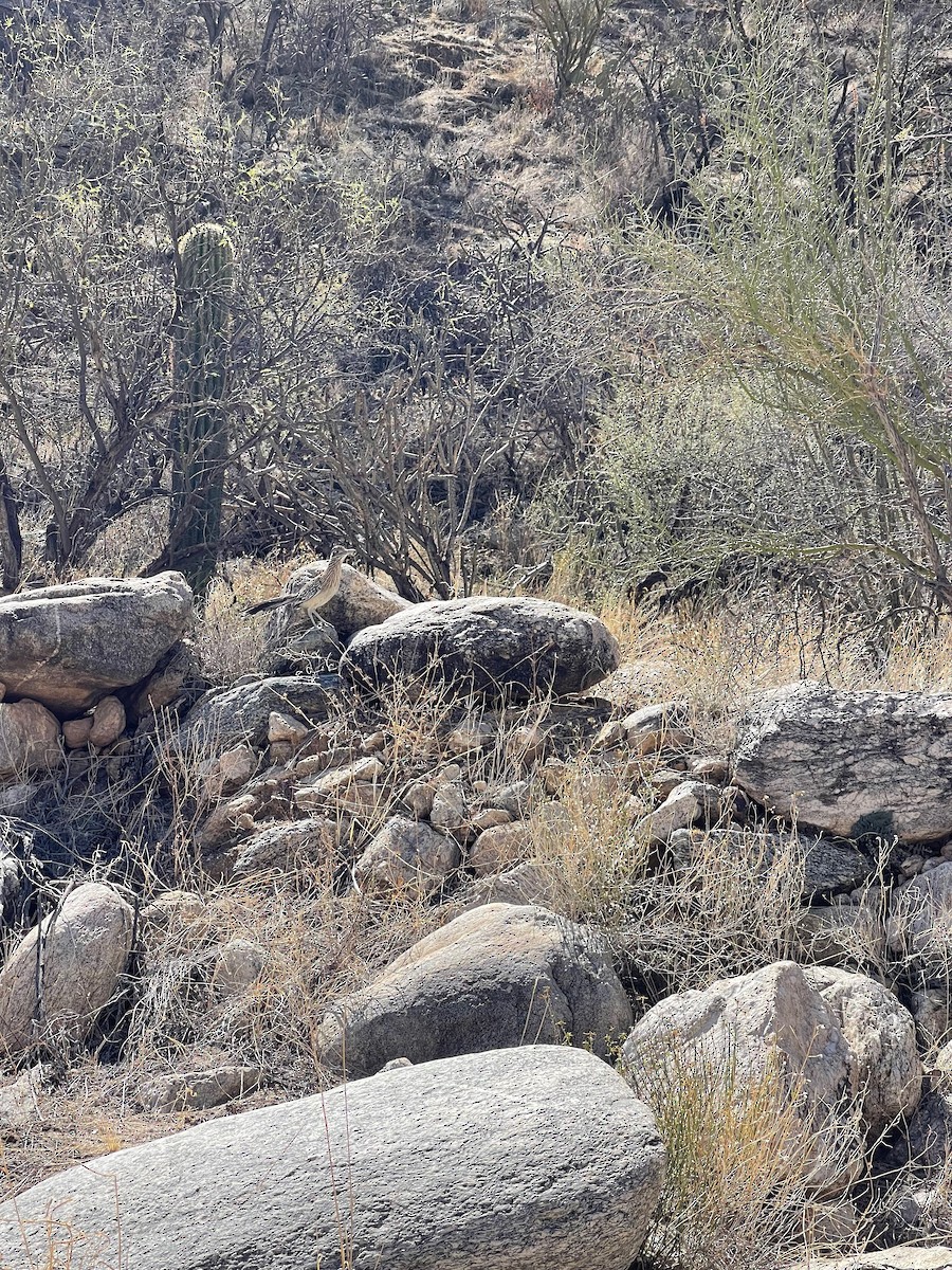 Greater Roadrunner - ML642777096