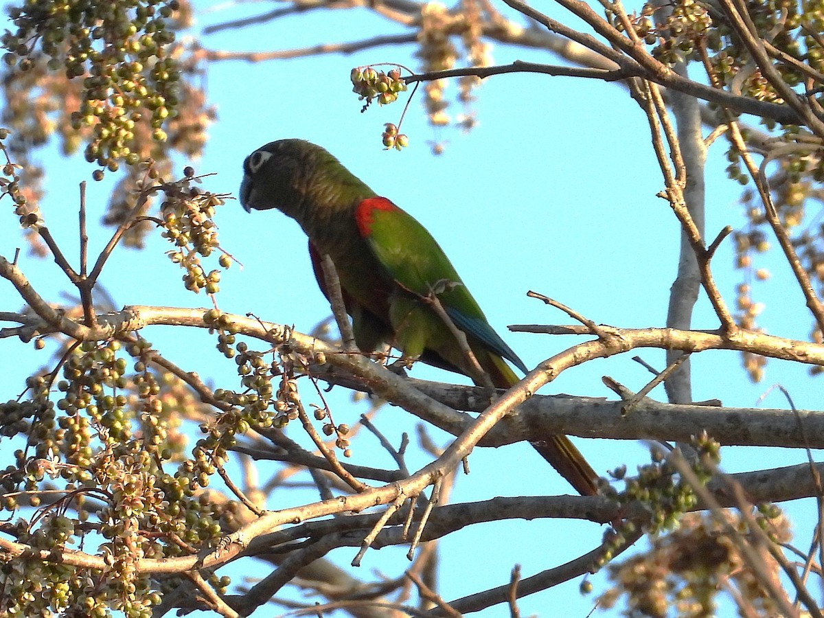 Blaze-winged Parakeet - ML642777116