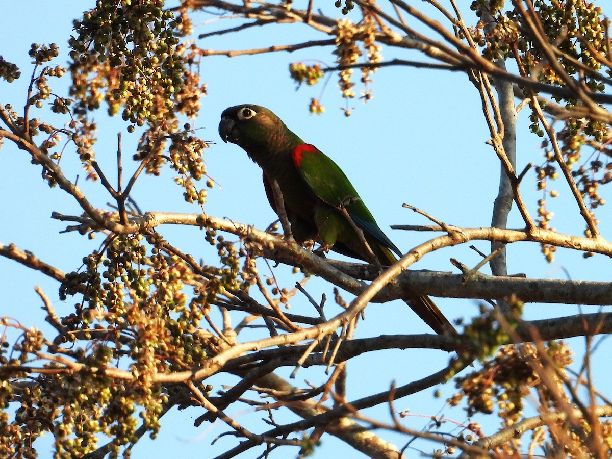 Blaze-winged Parakeet - ML642777117