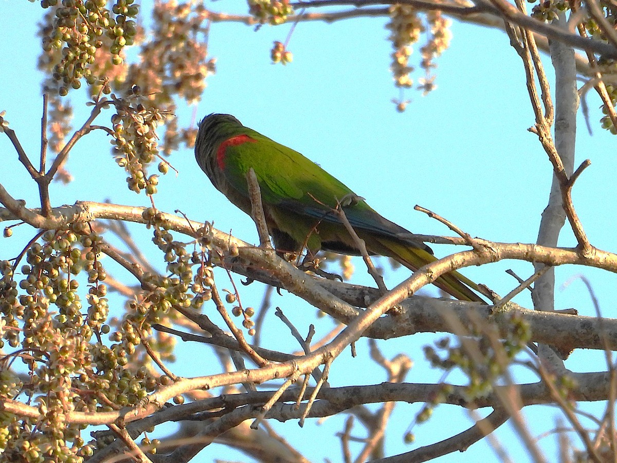 Blaze-winged Parakeet - ML642777118