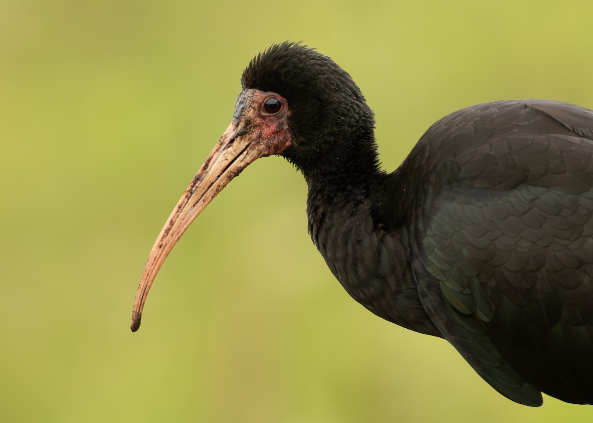Bare-faced Ibis - ML642777119