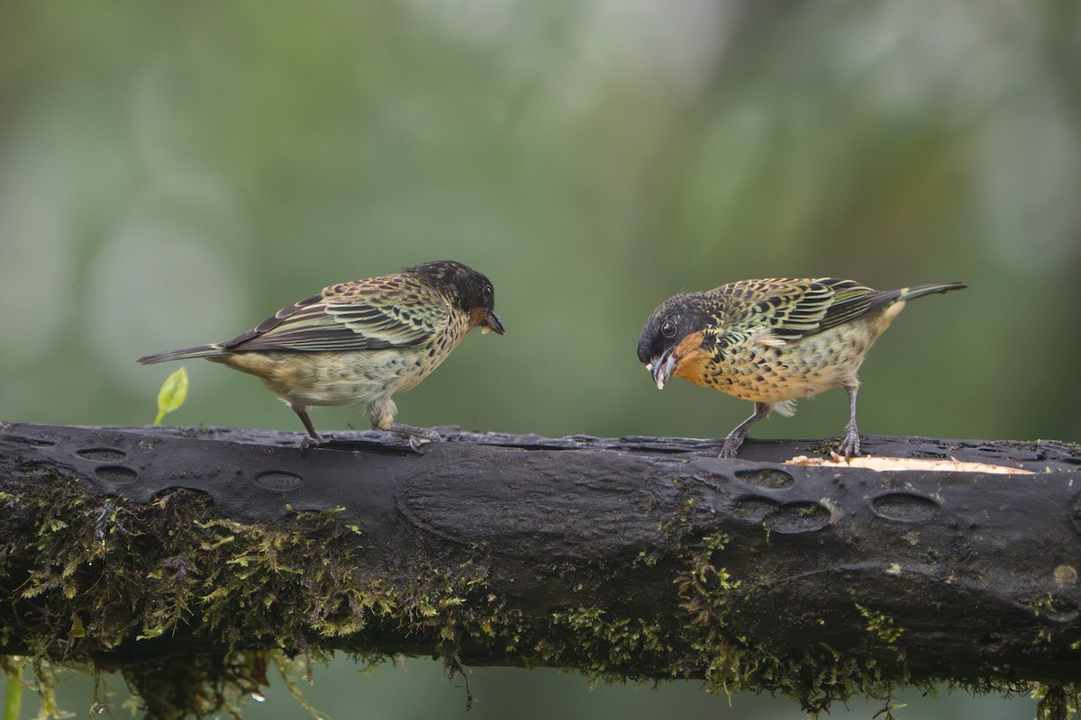 ノドアカフウキンチョウ - ML642777120