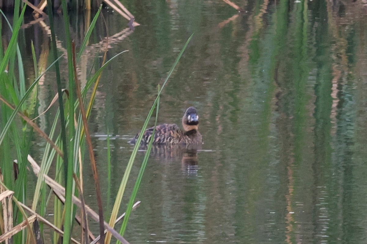 White-backed Duck - ML642777122