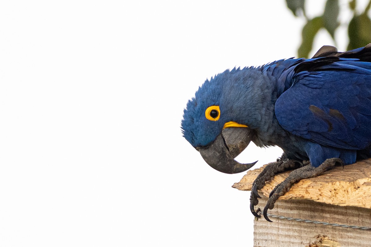 Hyacinth Macaw - ML642777125