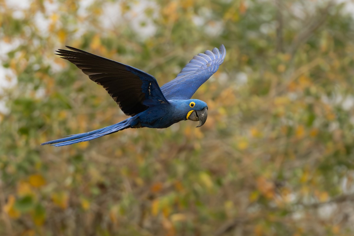 Hyacinth Macaw - ML642777126