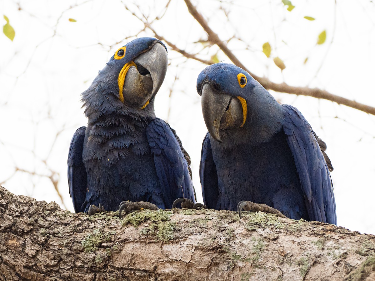 Hyacinth Macaw - ML642777127