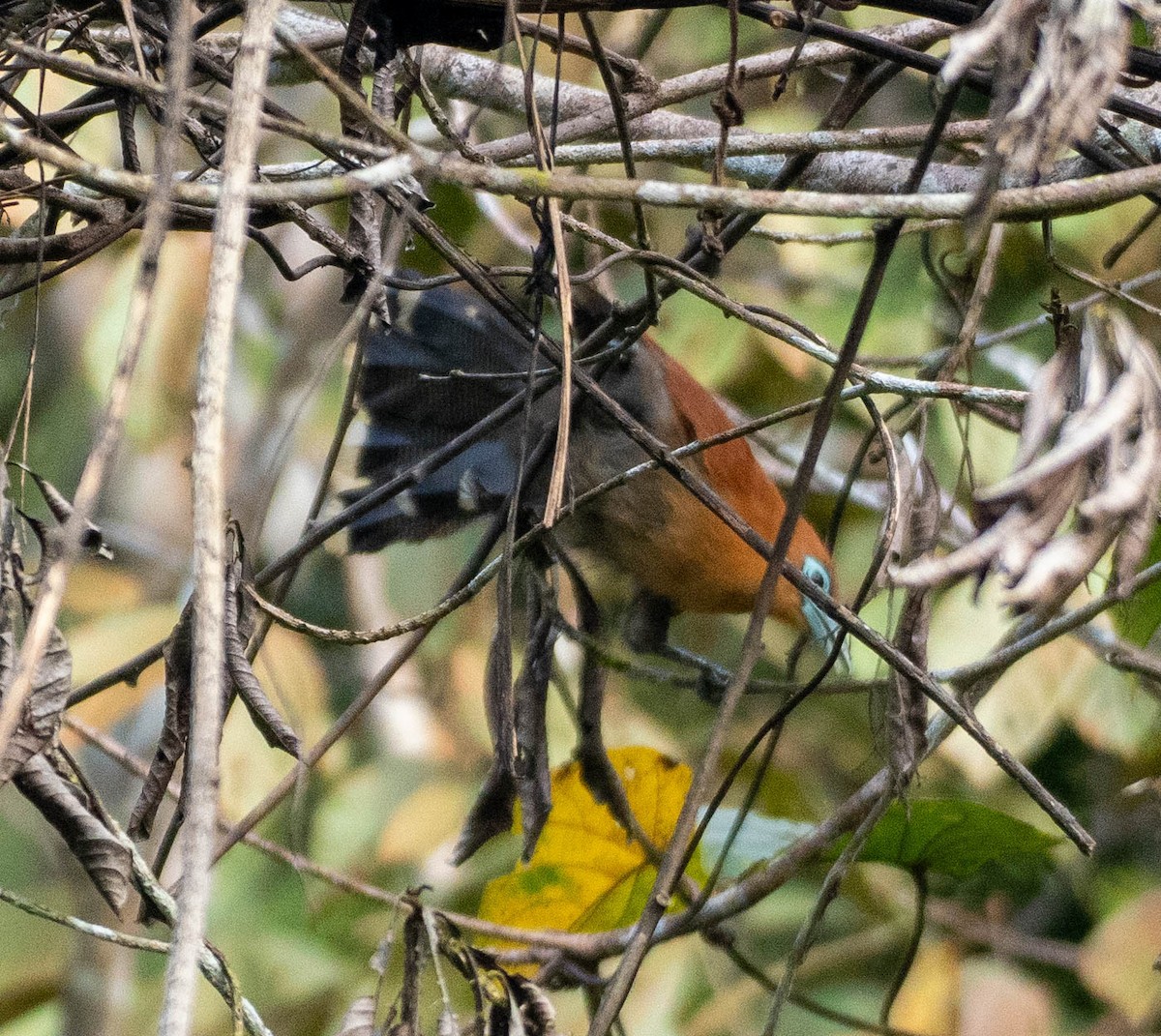 Raffles's Malkoha - ML642777144