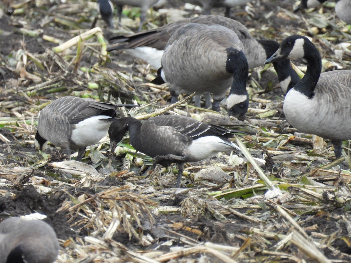 berneška tmavá (ssp. nigricans) - ML642777145