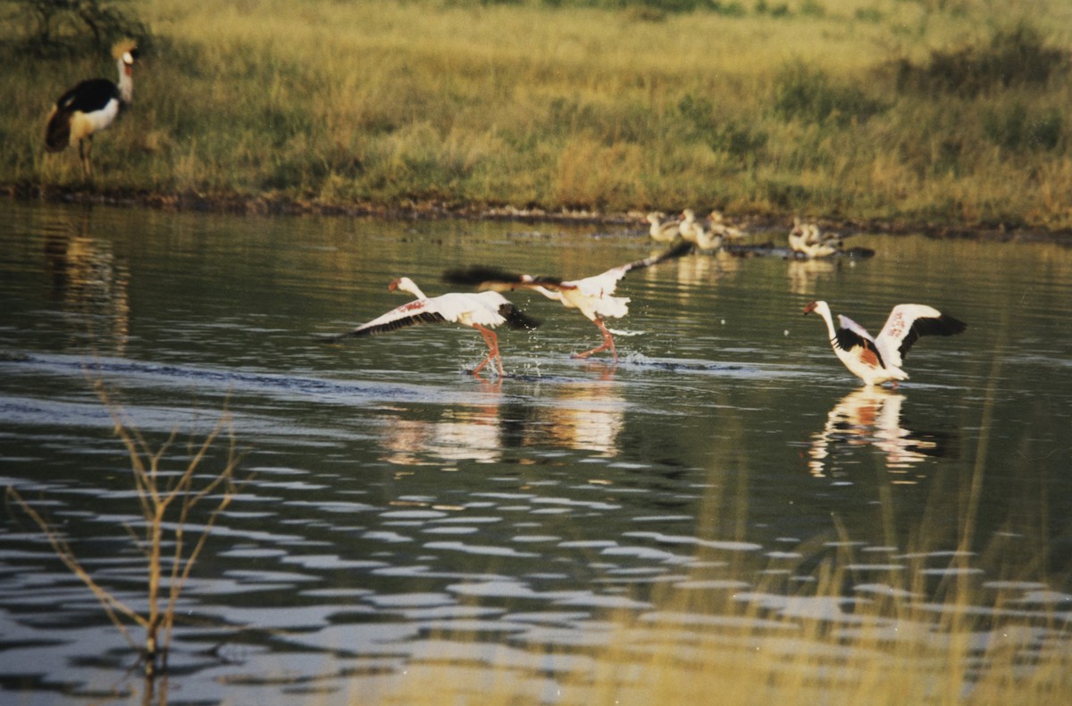 Lesser Flamingo - ML642777153