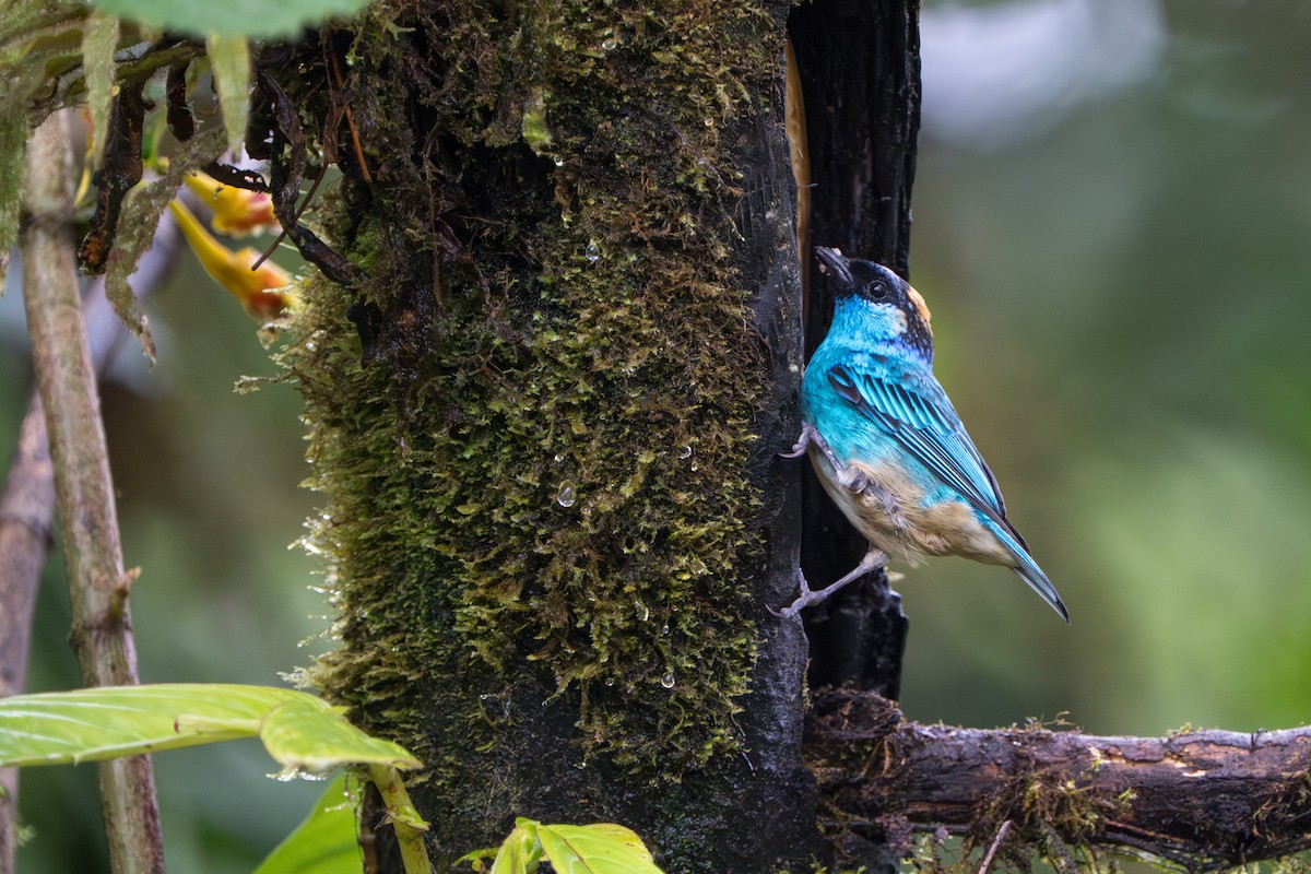 Golden-naped Tanager - ML642777155