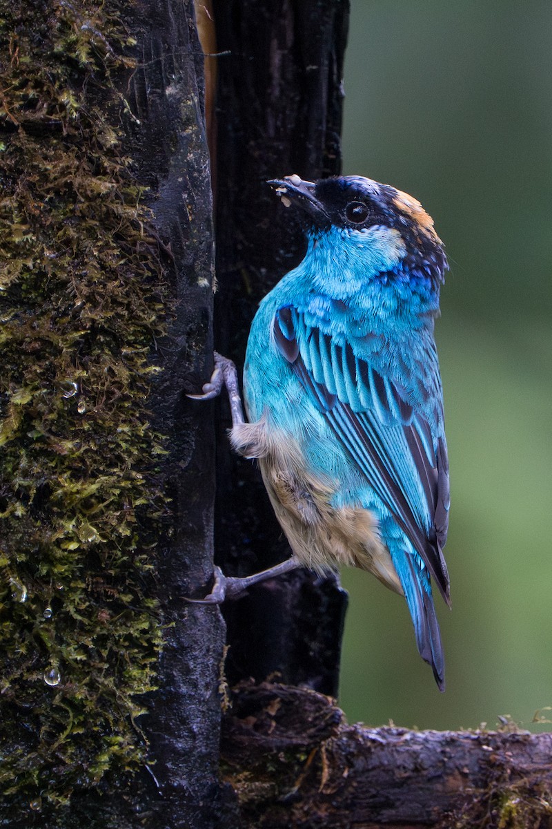 Golden-naped Tanager - ML642777158