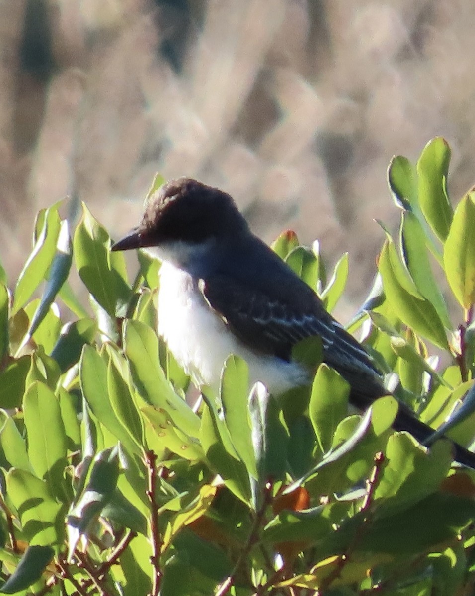 Eastern Kingbird - ML642777168