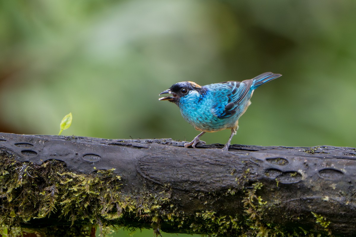 Golden-naped Tanager - ML642777176