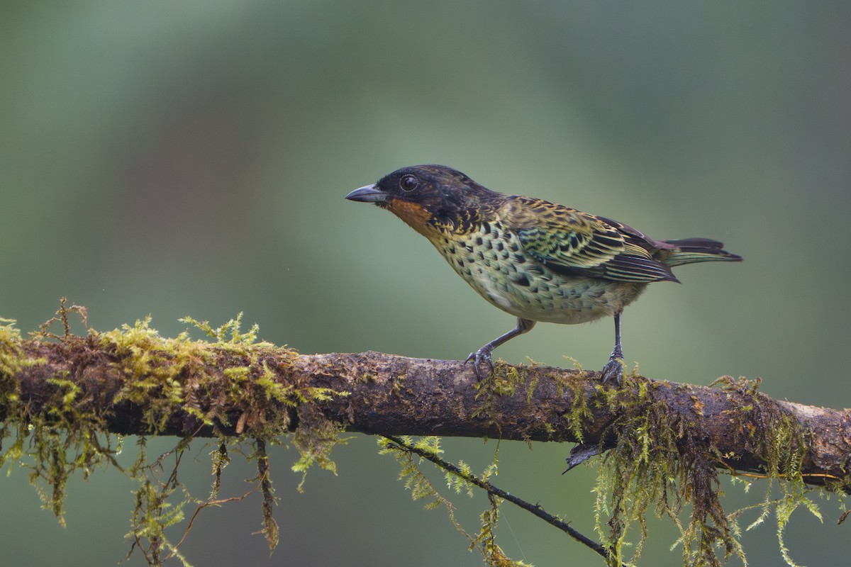 ノドアカフウキンチョウ - ML642777177