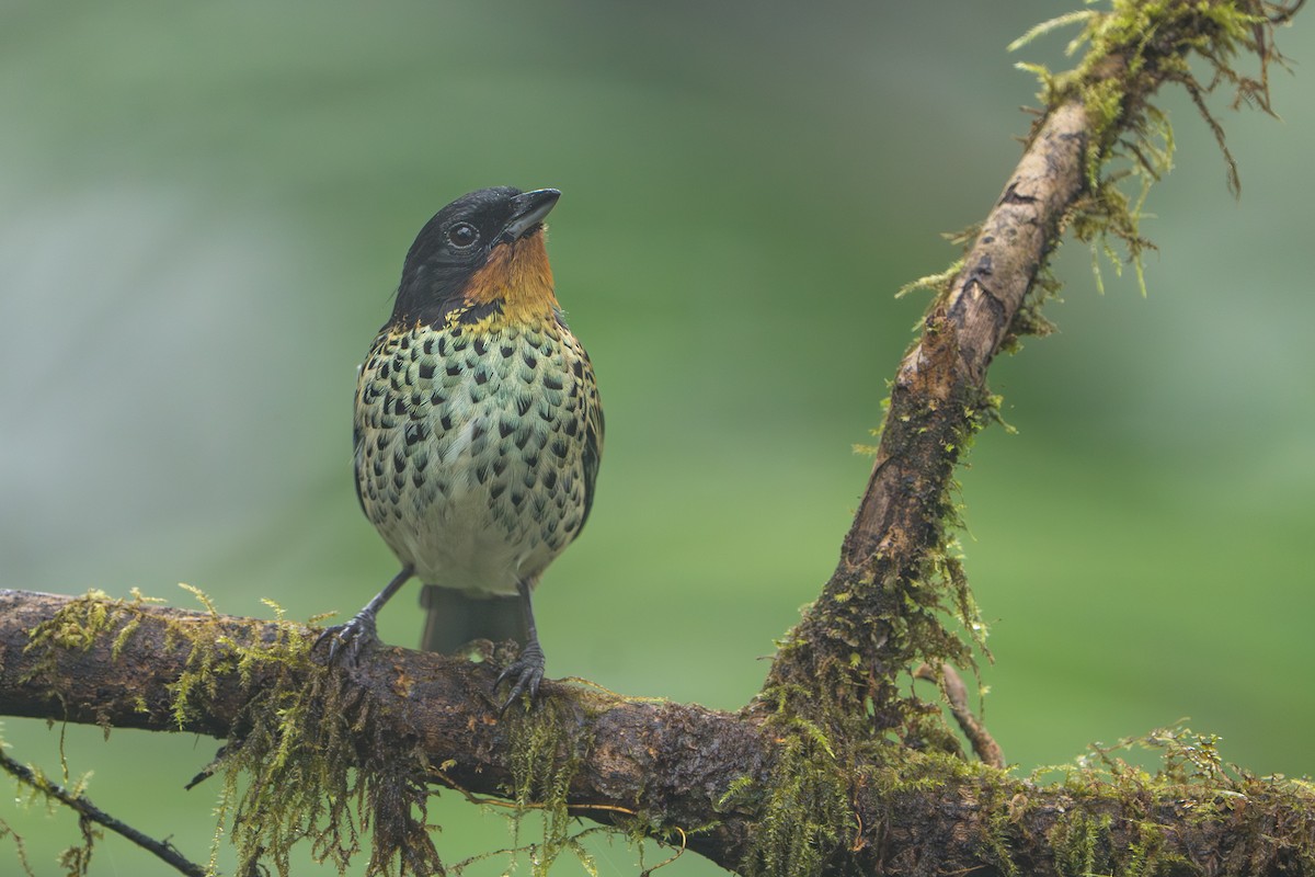 ノドアカフウキンチョウ - ML642777179